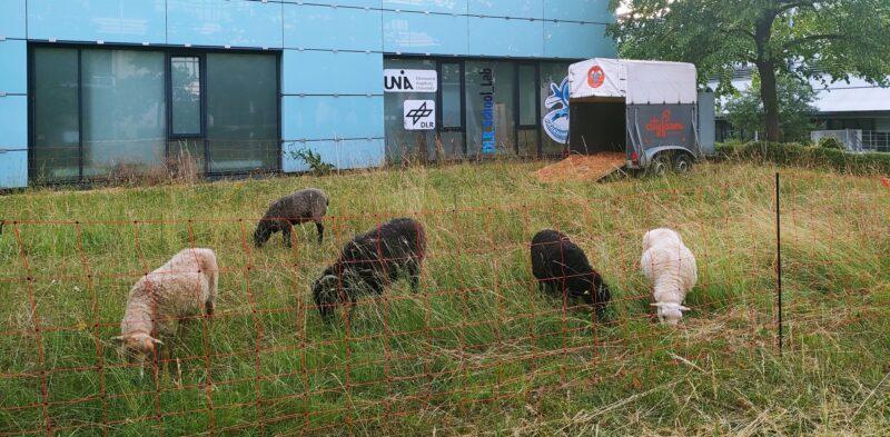 Five sheep standing and grazing in front of the WZU building on University Heath