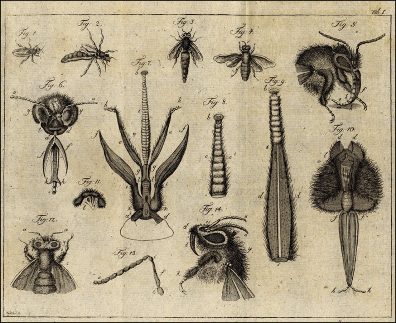 Honeybees and Humans: A More-than-Human History of Knowledge around 1800
