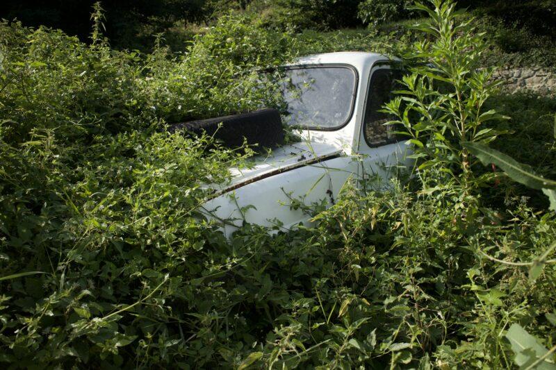 A car overgrown with plants